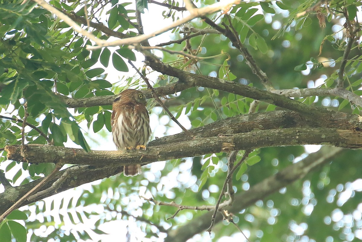 Ferruginous Pygmy-Owl (Ferruginous) - ML101109171