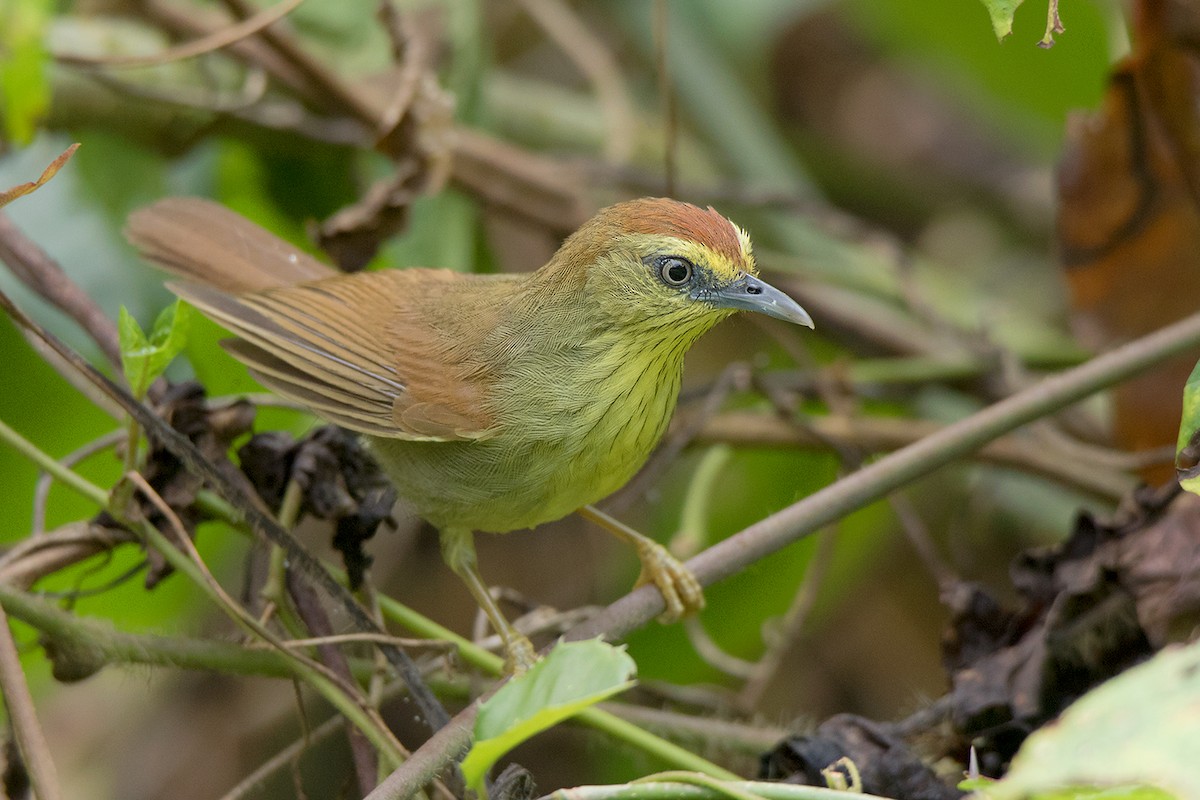 Pin-striped Tit-Babbler (Pin-striped) - ML101109211