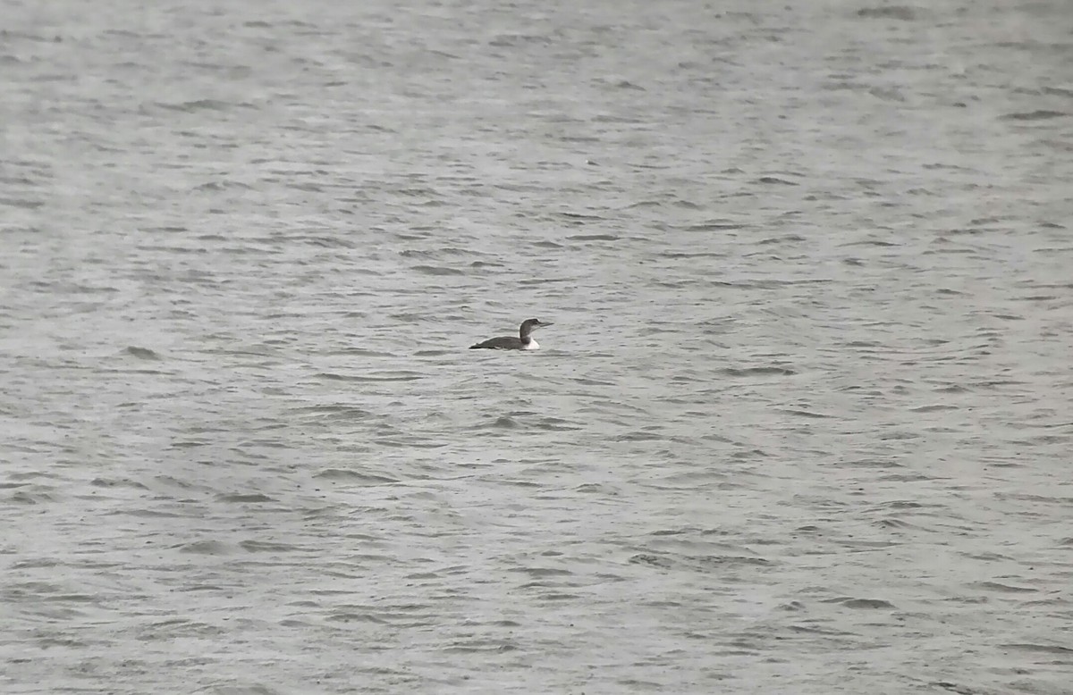 Common Loon - ML101111541