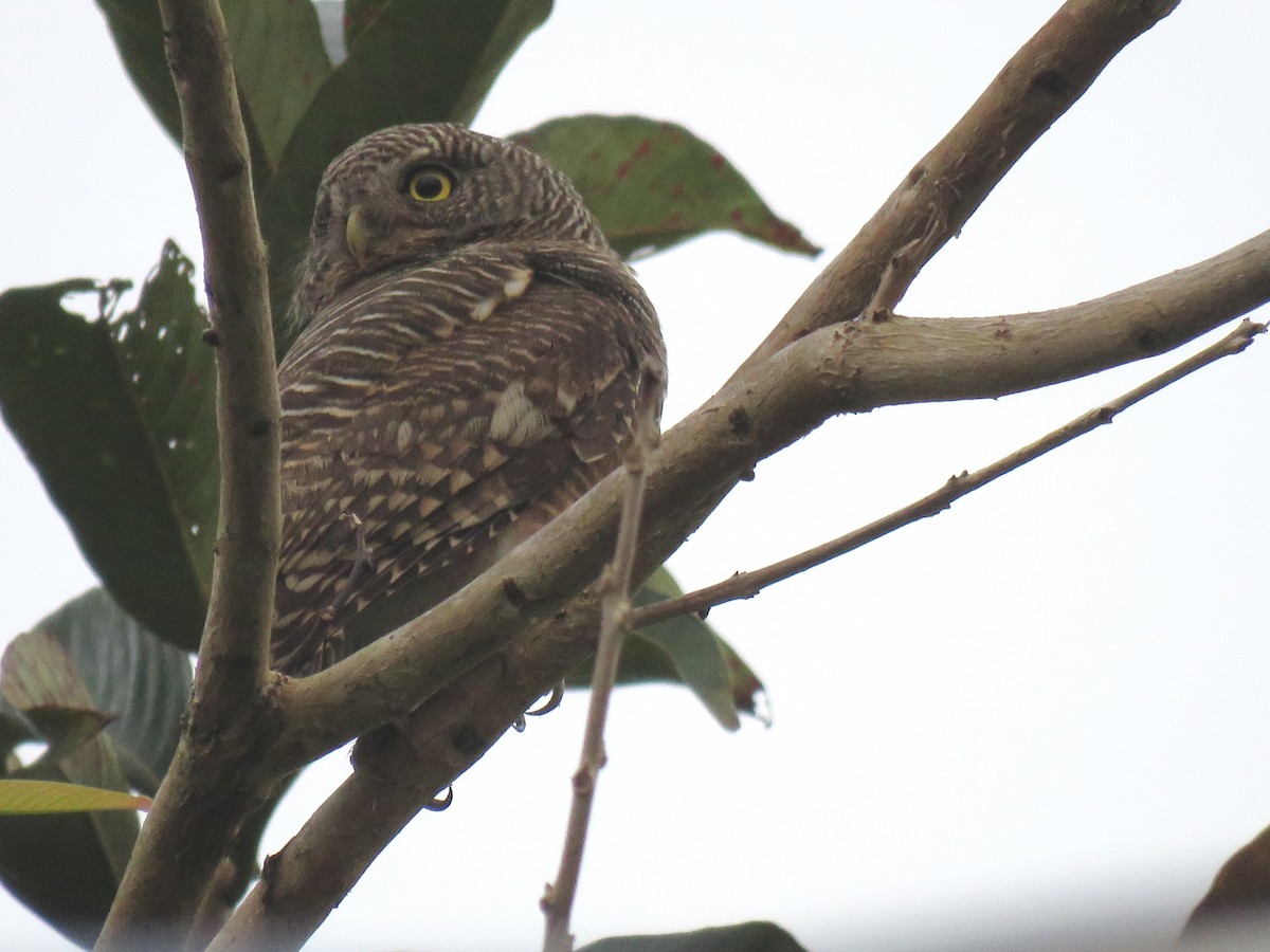 Asian Barred Owlet - Thibaut RIVIERE
