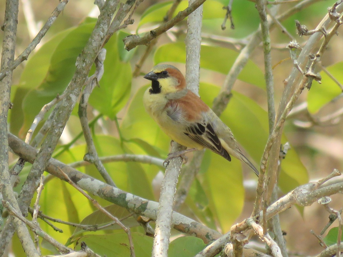 Plain-backed Sparrow - Thibaut RIVIERE