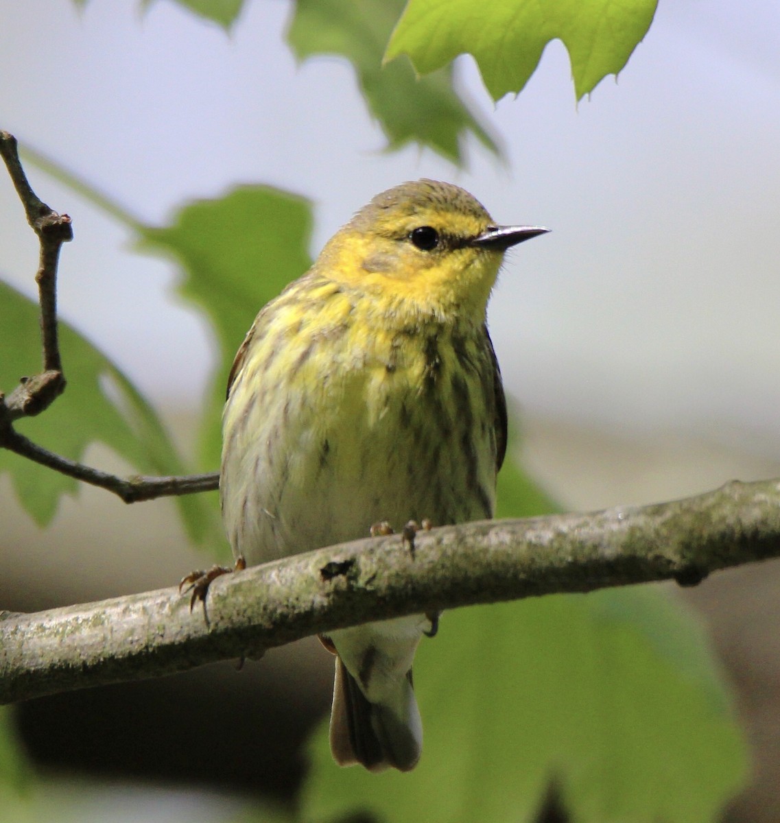 Cape May Warbler - ML101113121