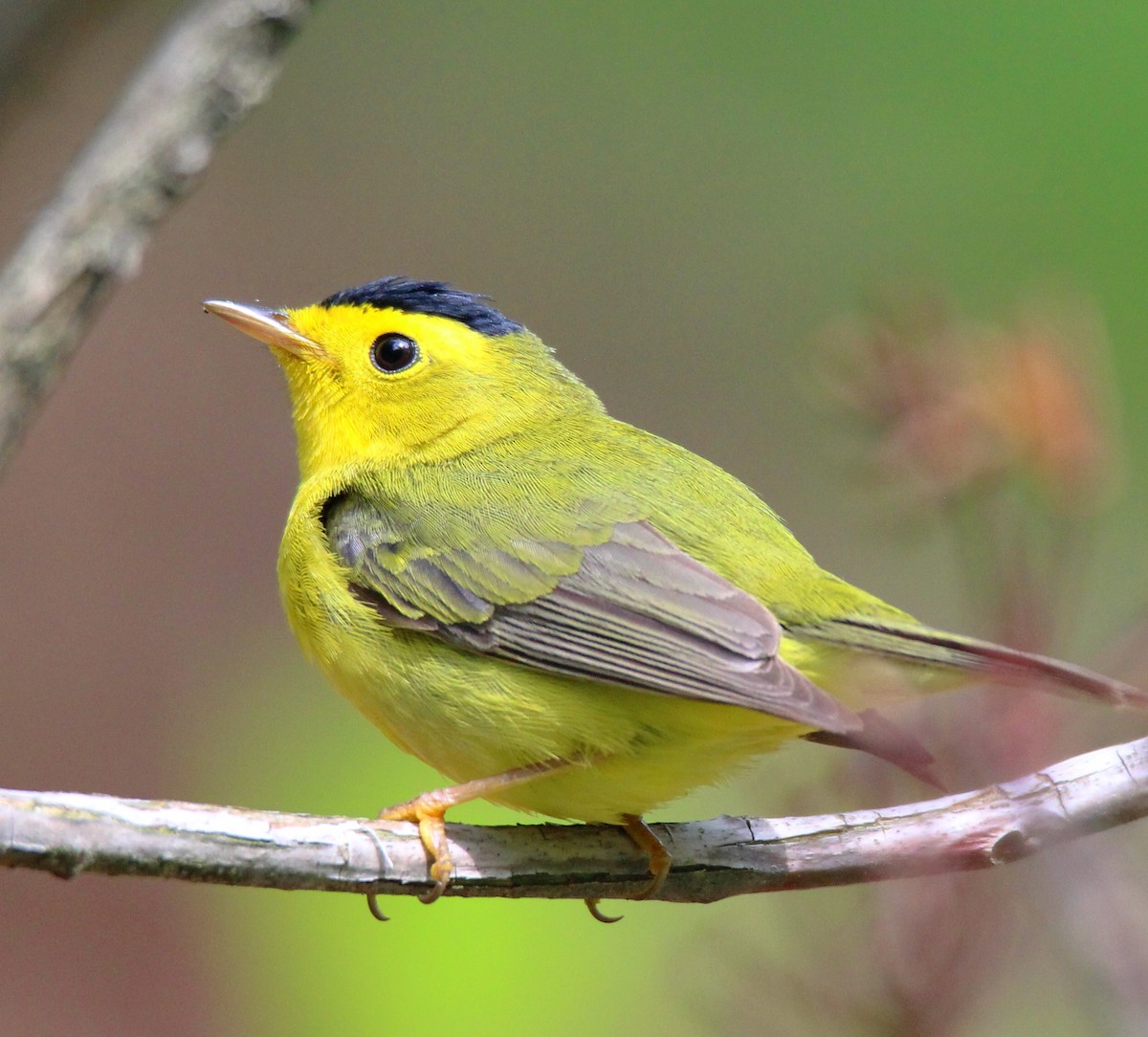 Wilson's Warbler - ML101113631