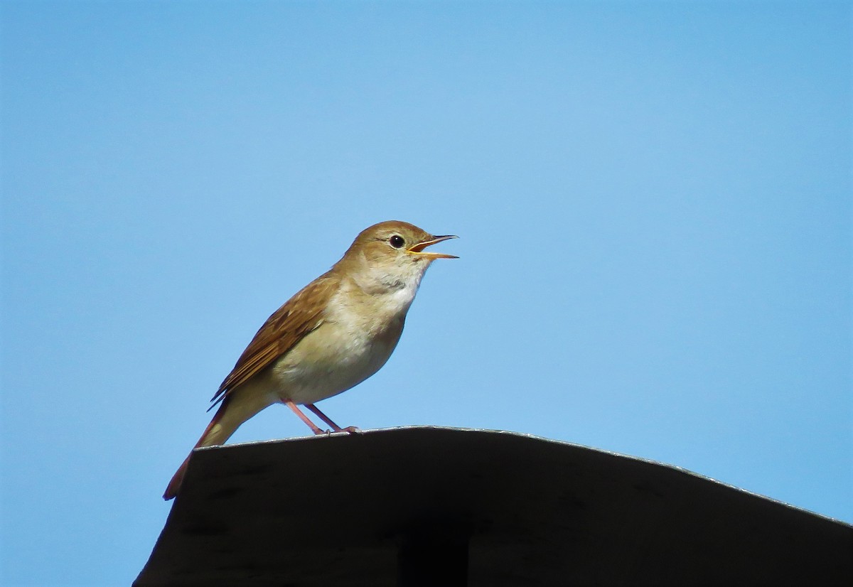 Common Nightingale - ML101114771