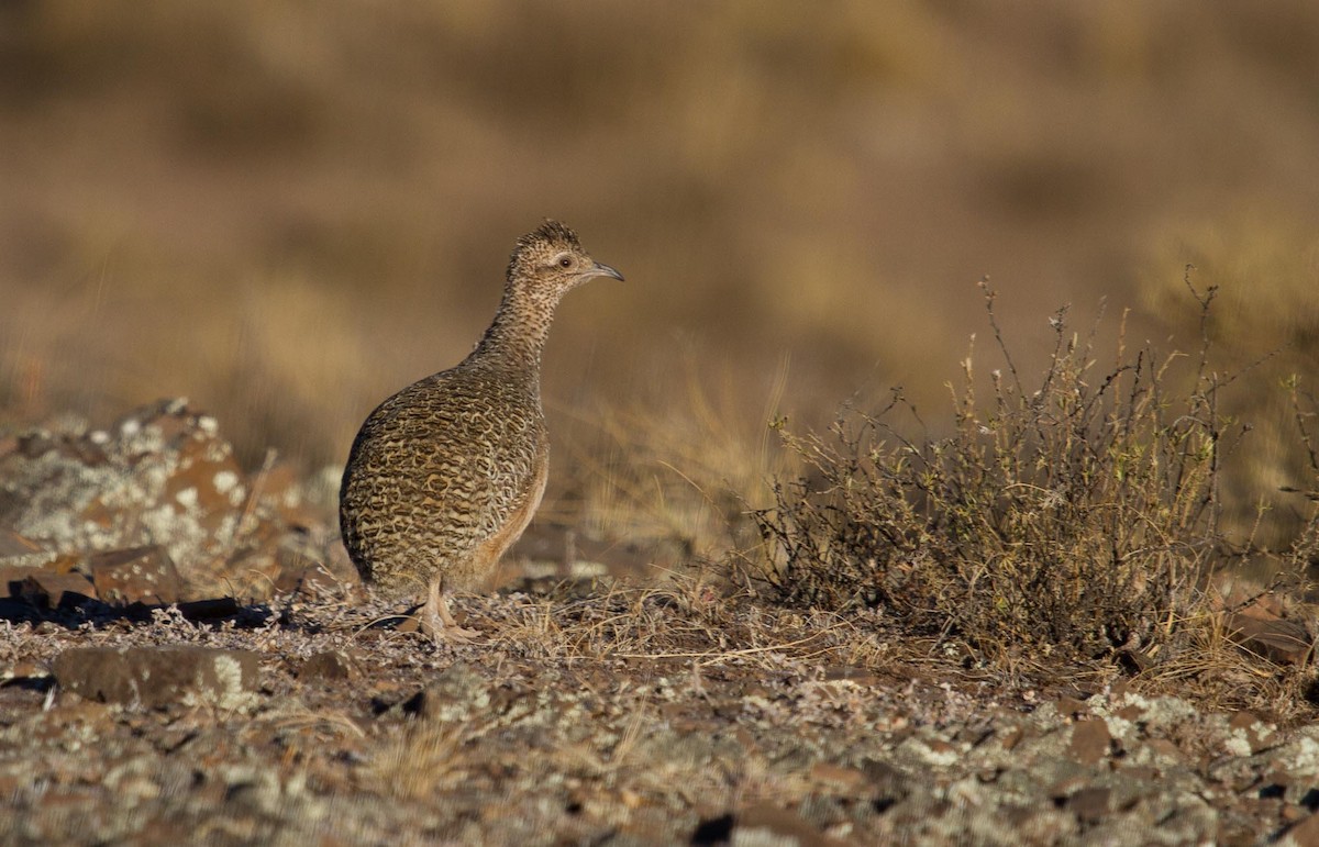 Ornate Tinamou - Santiago Imberti