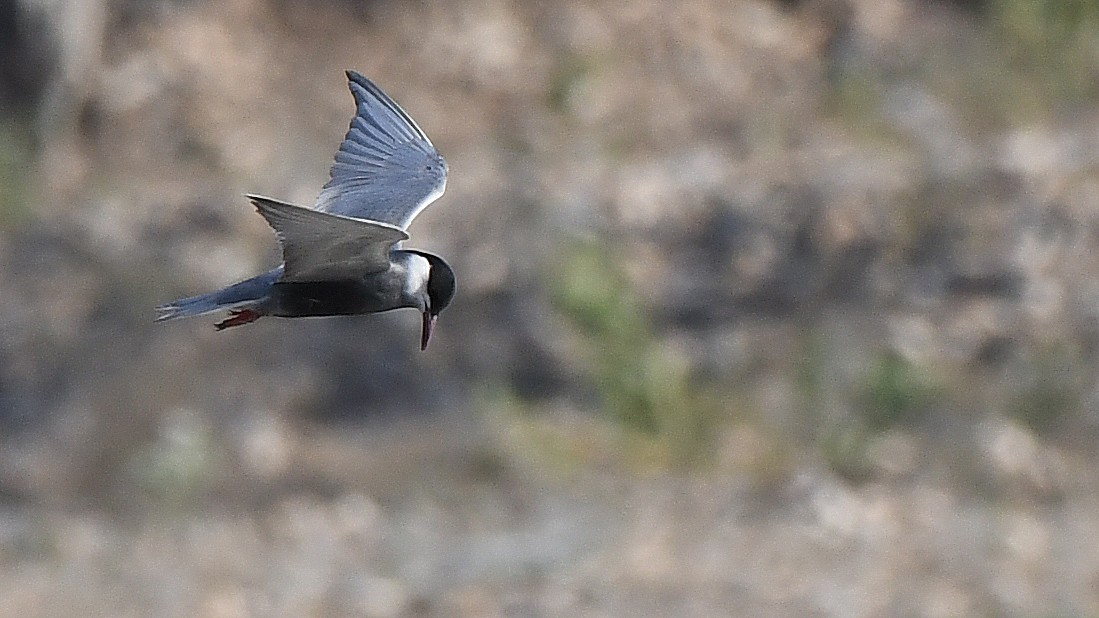 Whiskered Tern - ML101116431