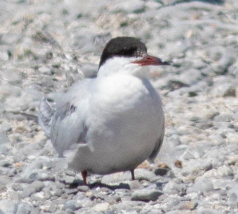 Common Tern - Glenn Berry