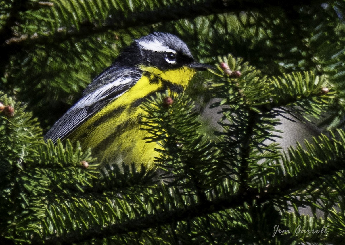 Magnolia Warbler - ML101116941