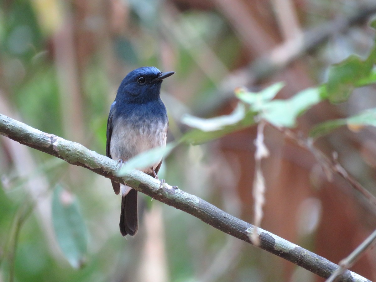 Hainan Blue Flycatcher - Thibaut RIVIERE