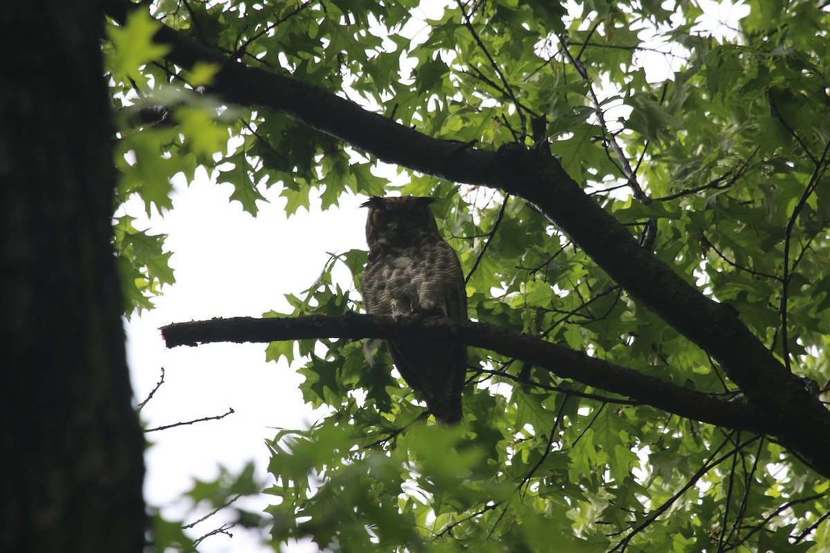 Great Horned Owl - ML101119511