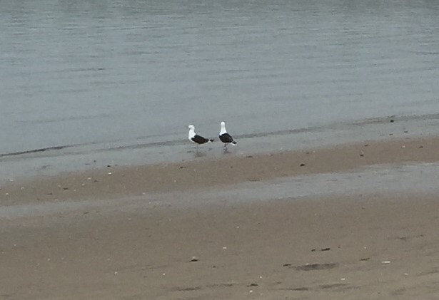 Great Black-backed Gull - ML101120371