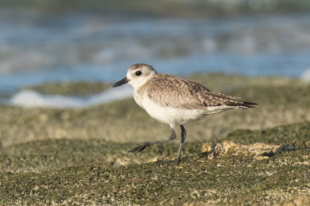 Black-bellied Plover - ML101121261