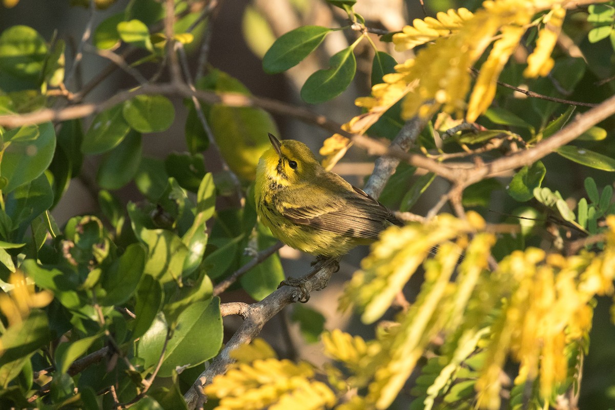 Prairie Warbler - ML101121341