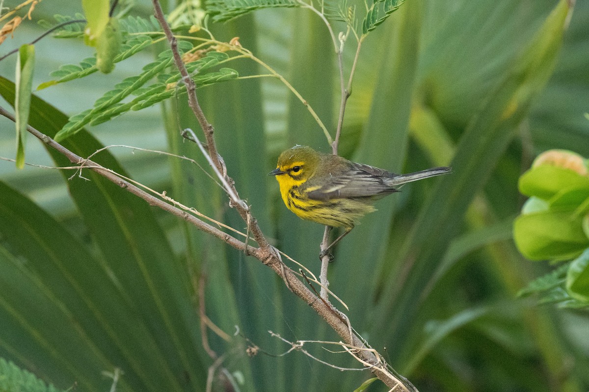 Prairie Warbler - ML101121351