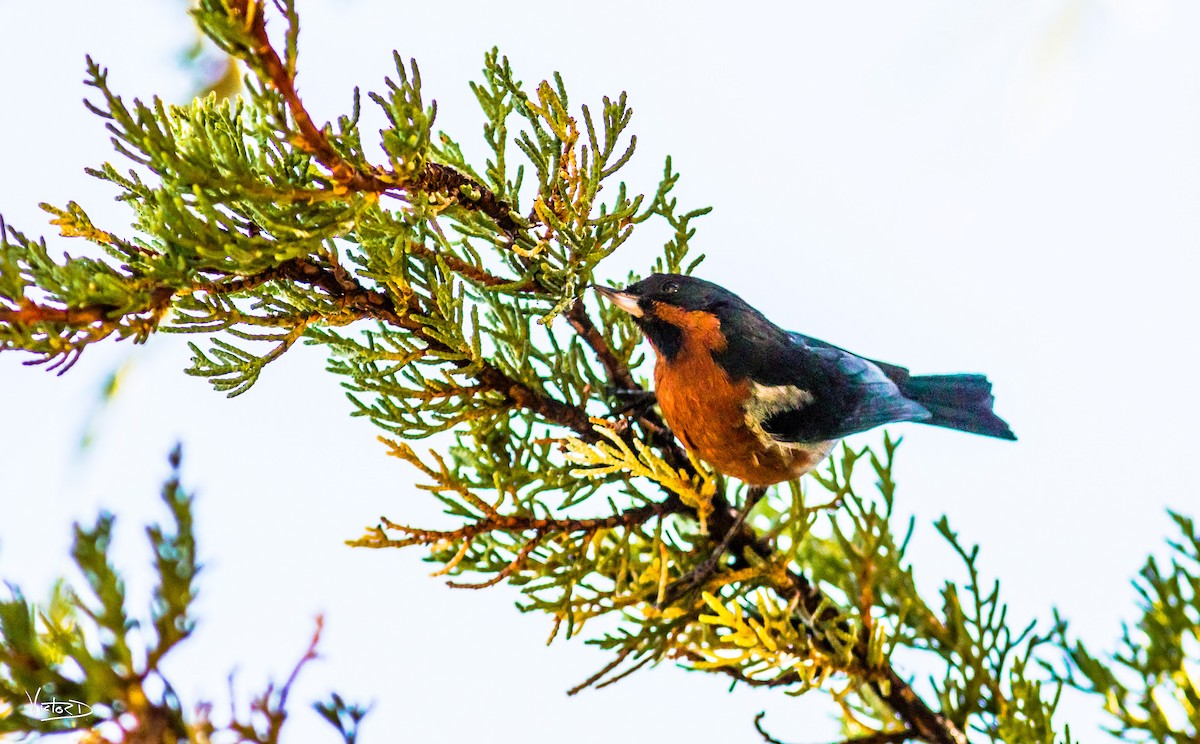 Black-throated Flowerpiercer - ML101121731