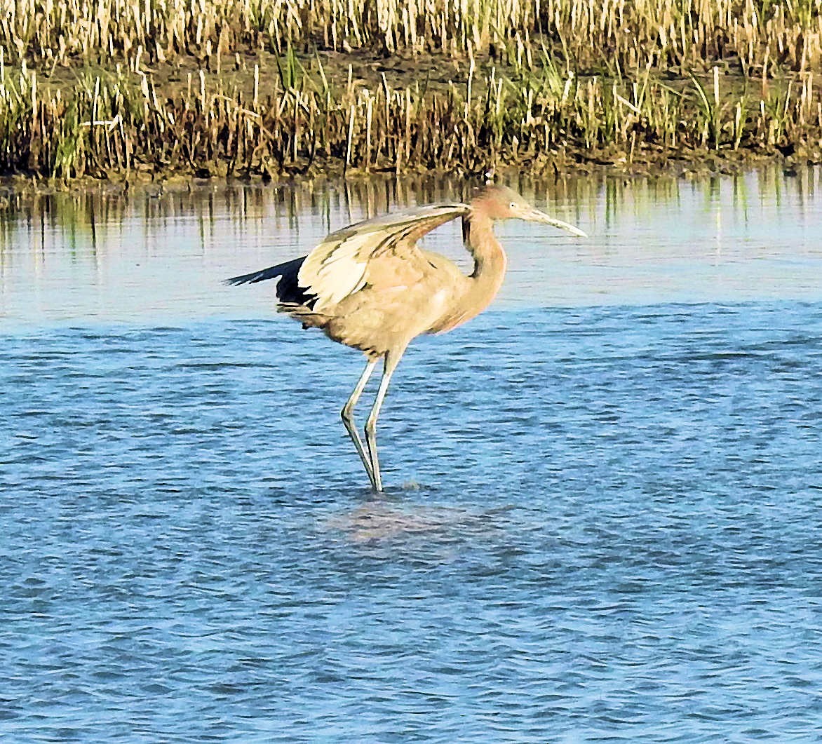 Reddish Egret - Patrick Collins