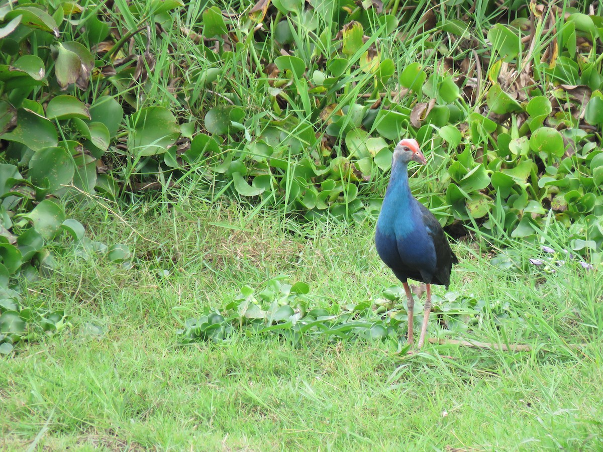 Gray-headed Swamphen - ML101122161