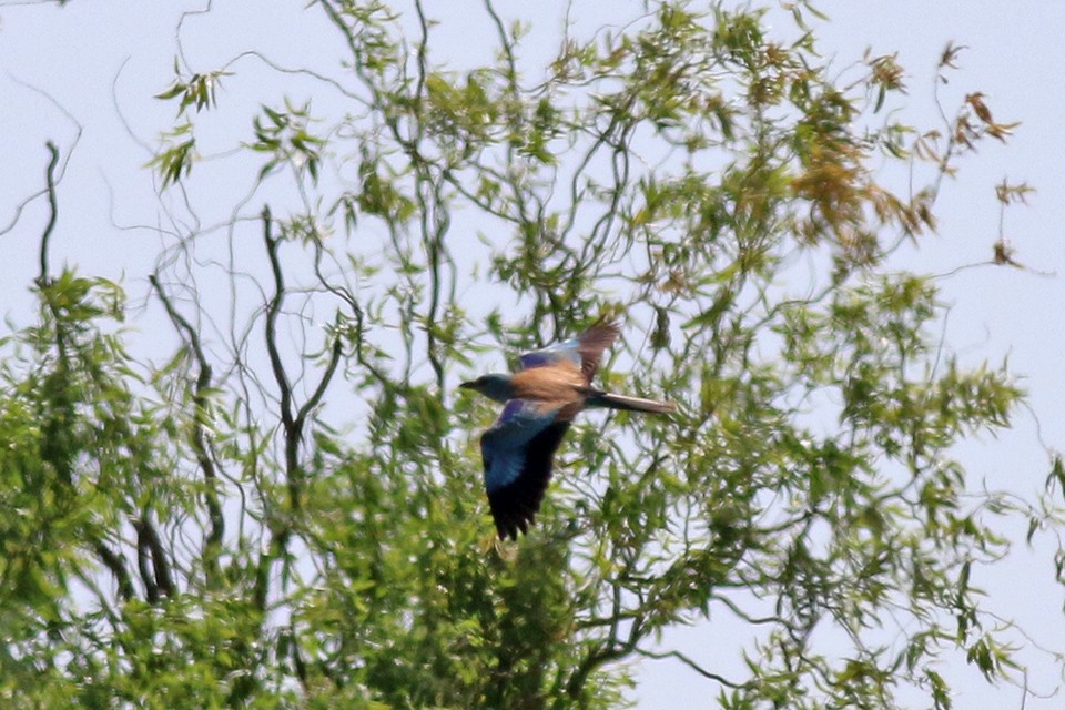 European Roller - ML101123131