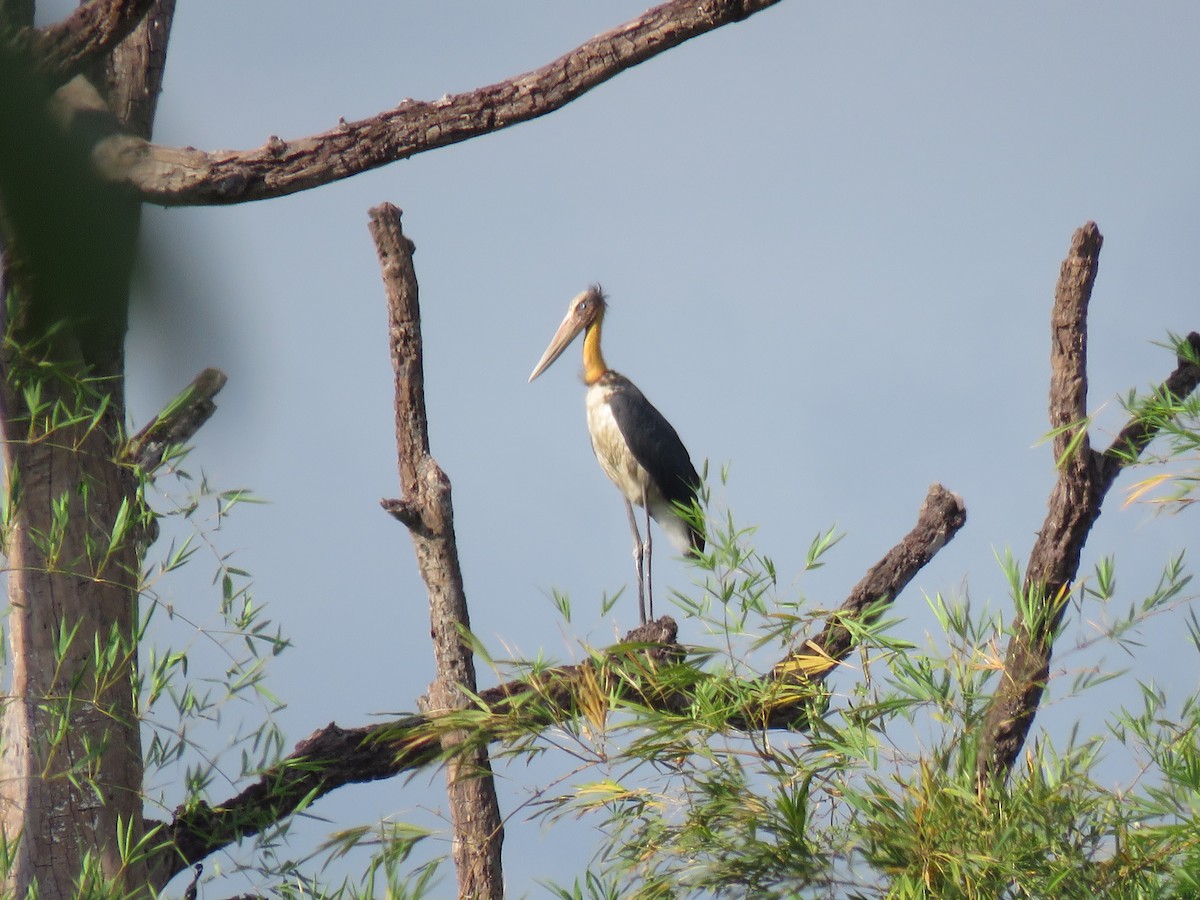 Lesser Adjutant - ML101123301