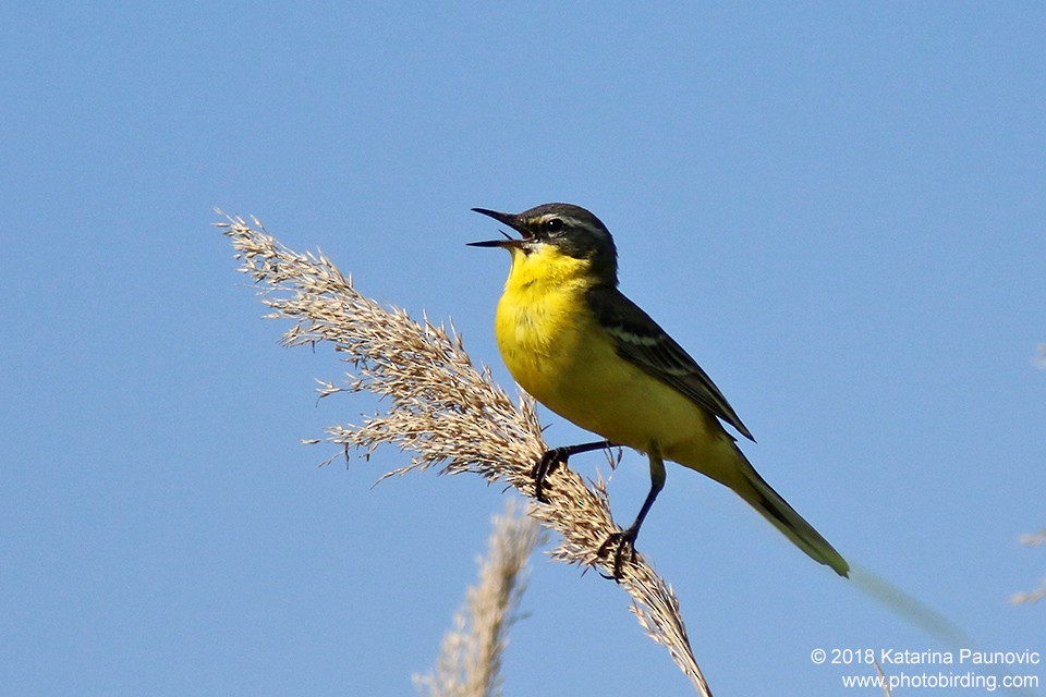 Western Yellow Wagtail - ML101123311