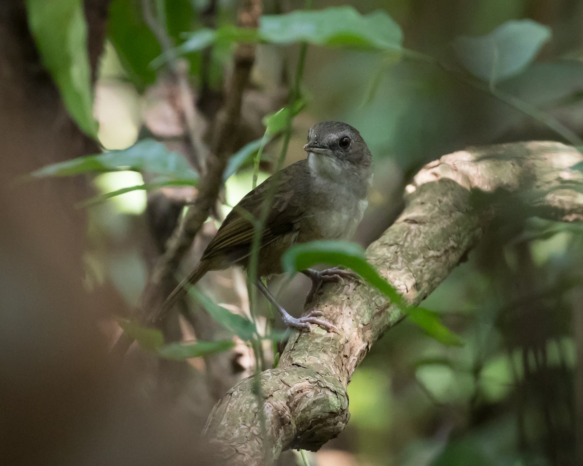 Scaly-breasted Illadopsis - Christopher Sloan