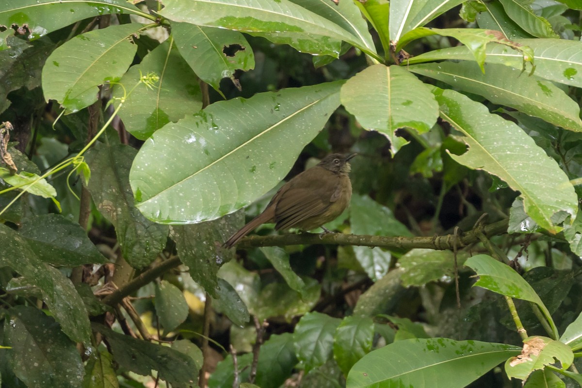 Plain Greenbul (curvirostris) - Christopher Sloan
