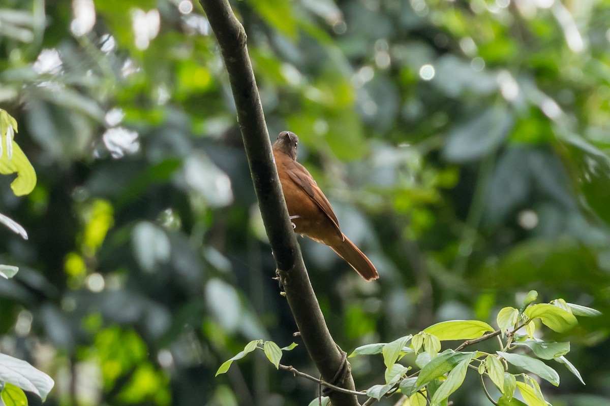 Rufous Flycatcher-Thrush - ML101124161