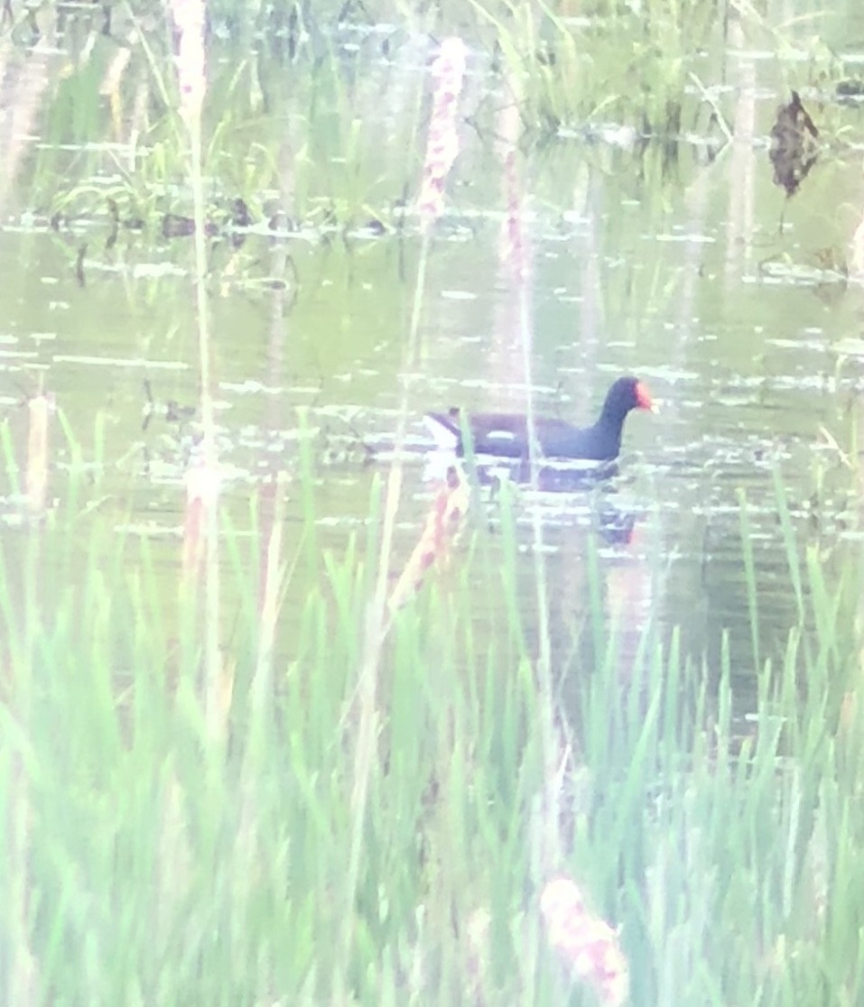 Gallinule d'Amérique - ML101124911