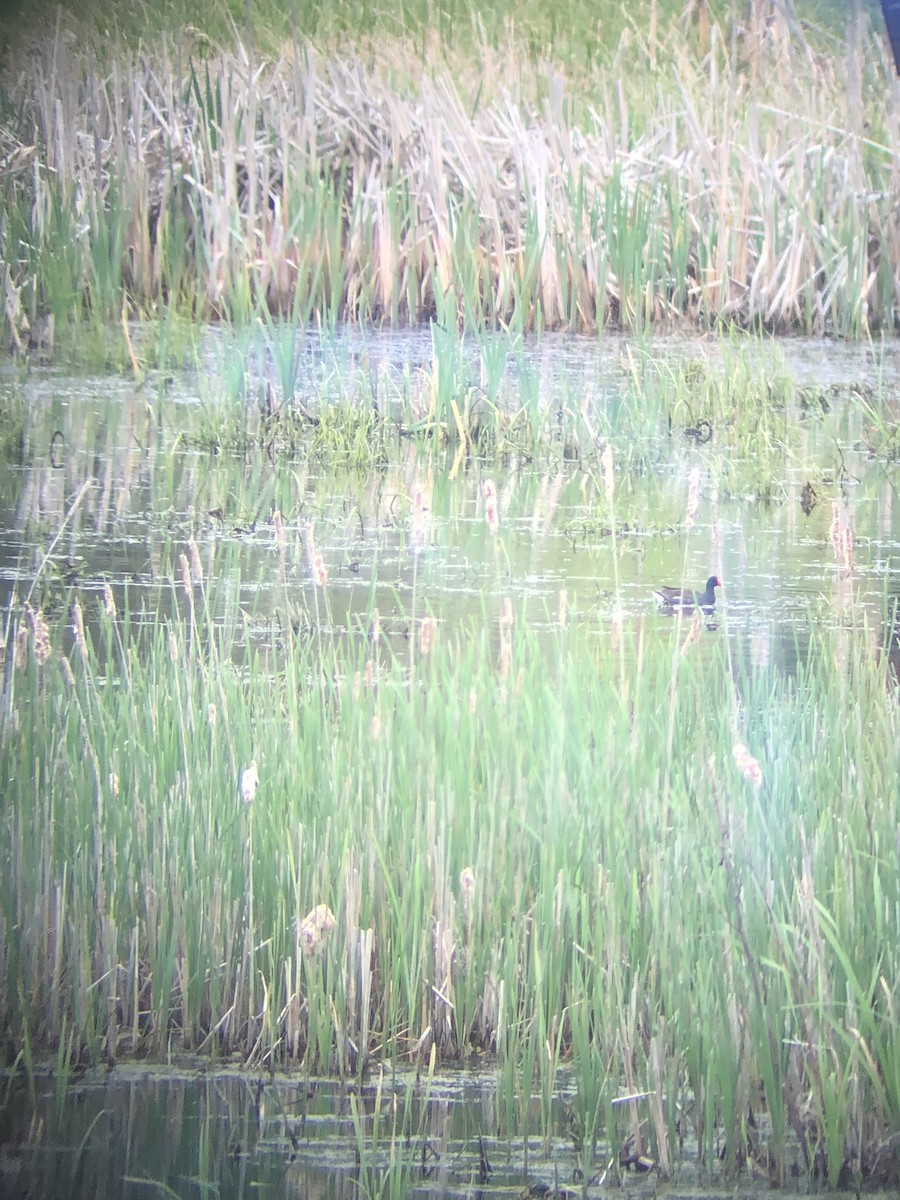 Gallinule d'Amérique - ML101124941