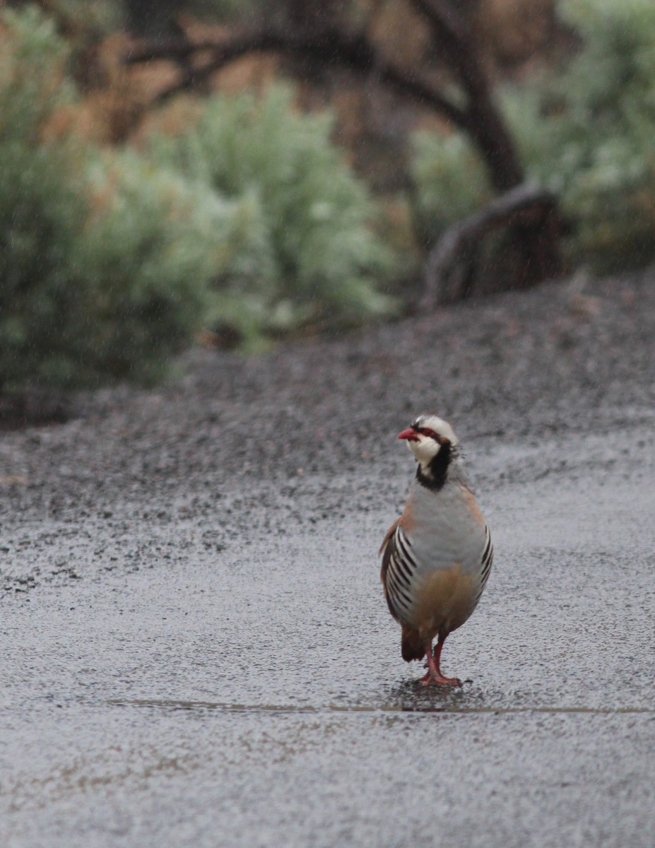 Chukar - Will Wright