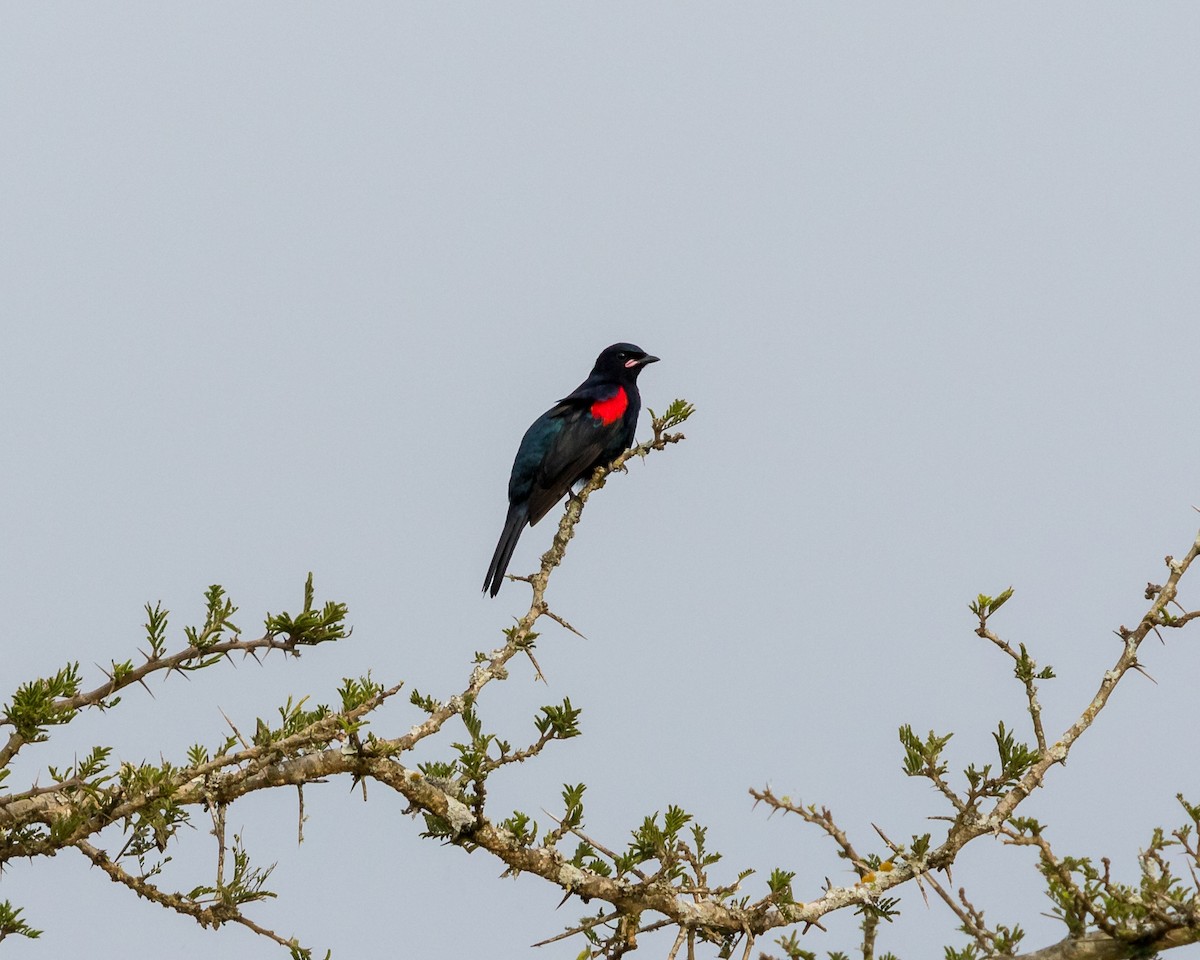 Red-shouldered Cuckooshrike - ML101128331