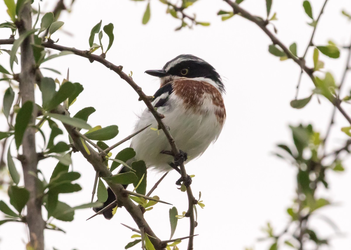 Chinspot Batis - ML101129011