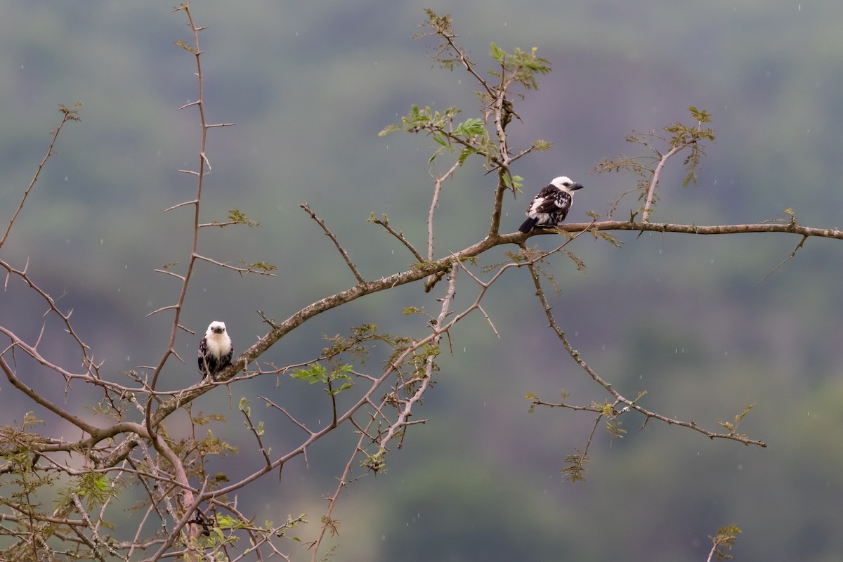 White-headed Barbet - ML101129341