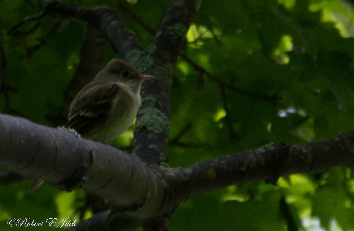 Acadian Flycatcher - ML101129401