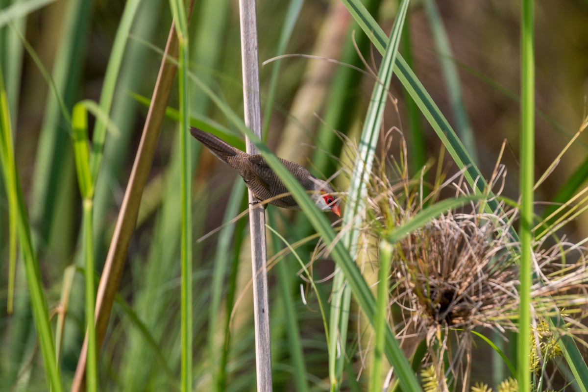 Common Waxbill - Christopher Sloan