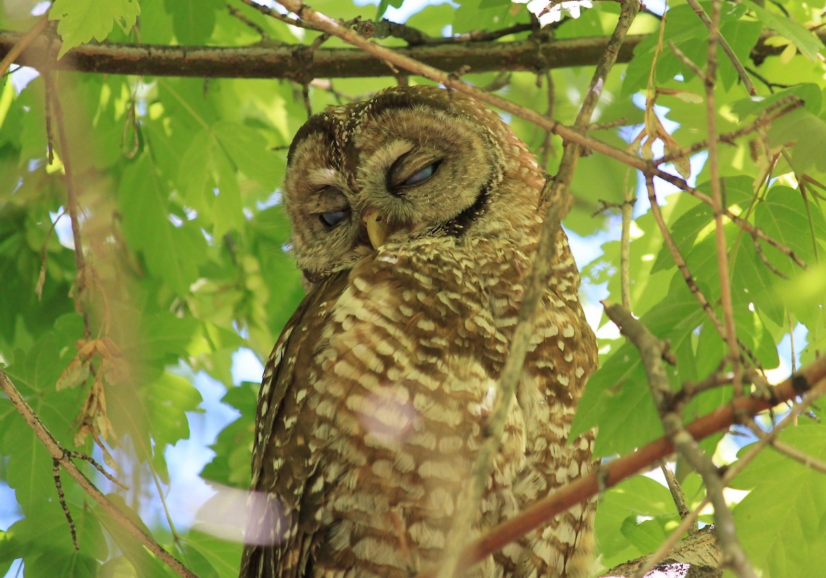 Spotted Owl - ML101131841