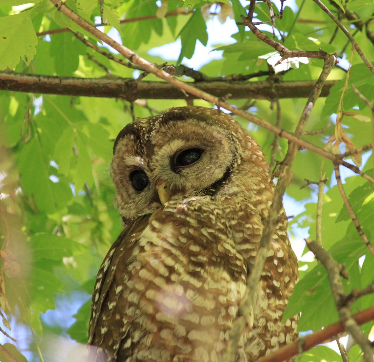 Spotted Owl - ML101131961