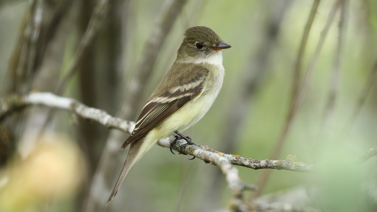 Alder Flycatcher - Curtis McCamy