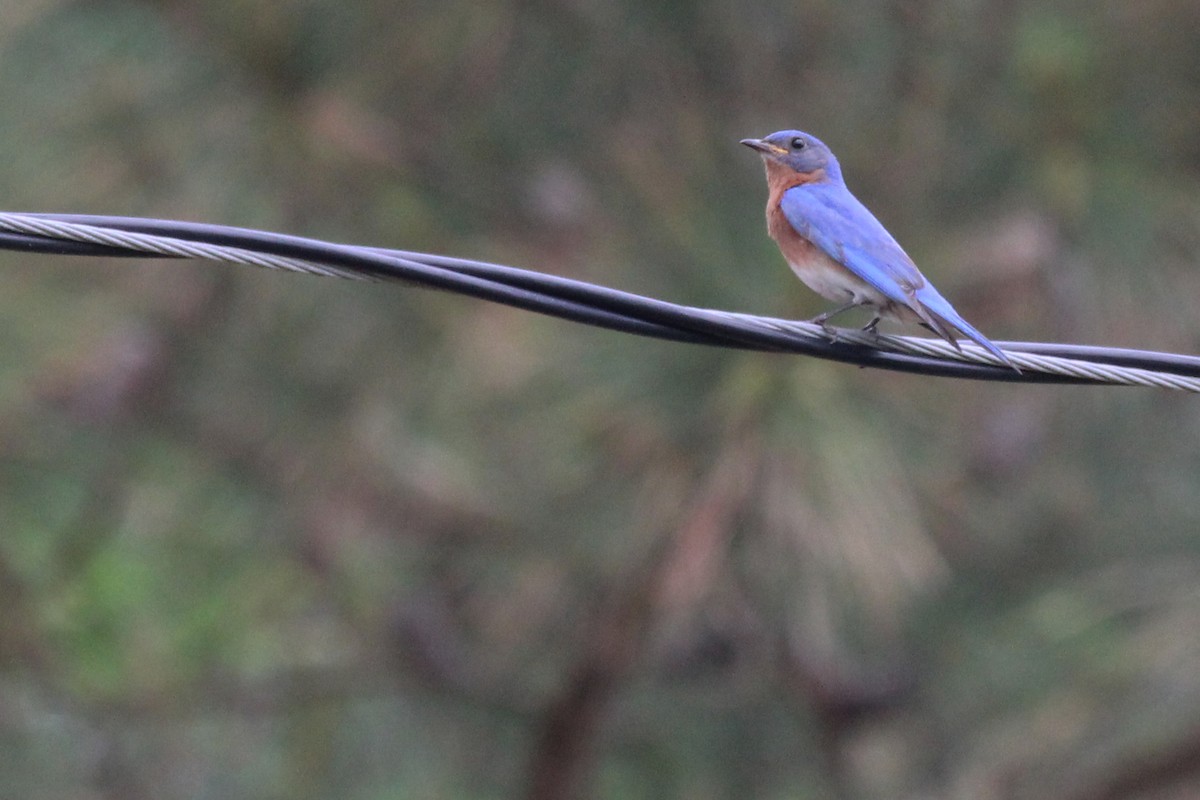 Eastern Bluebird - ML101132221