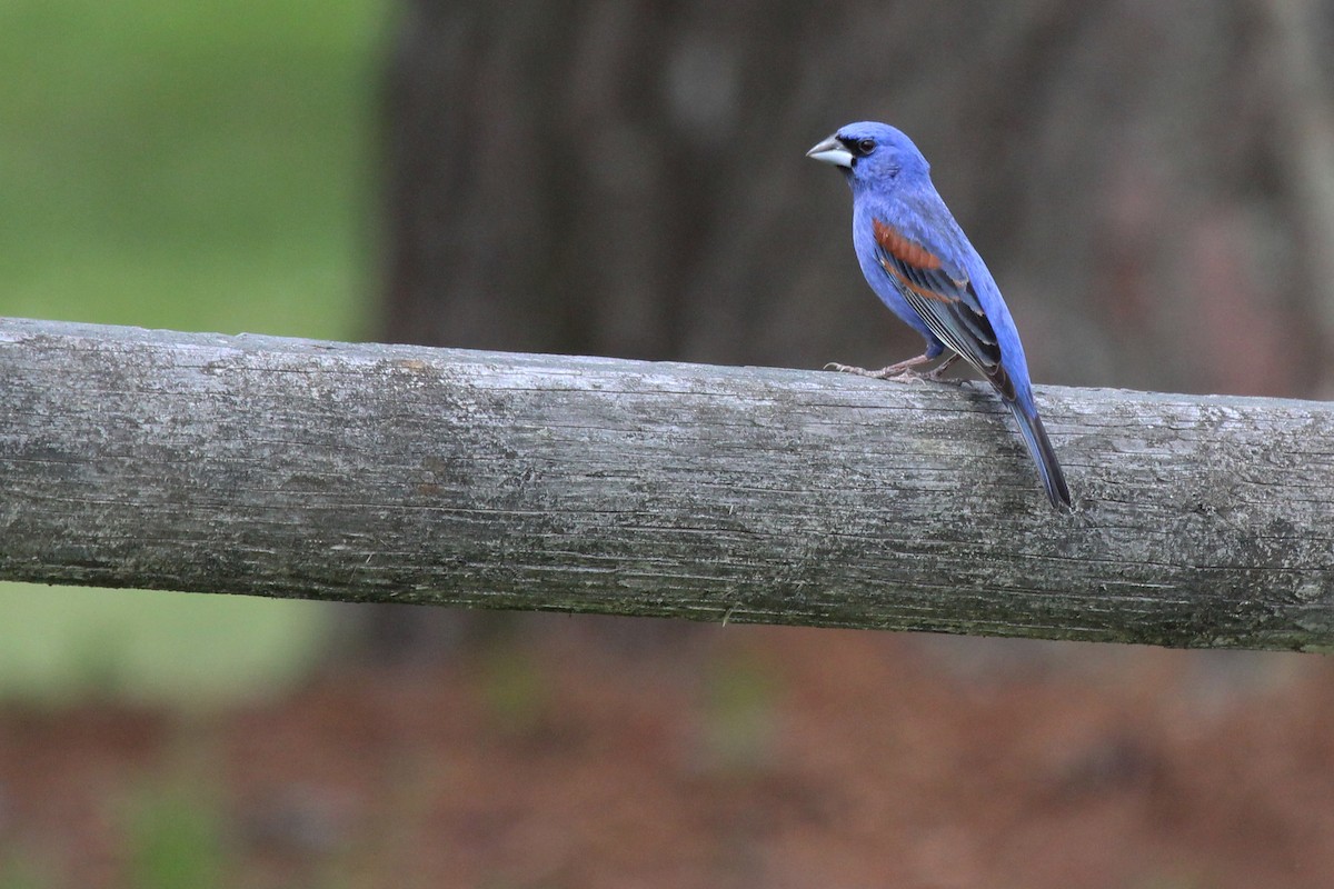 Blue Grosbeak - ML101132391