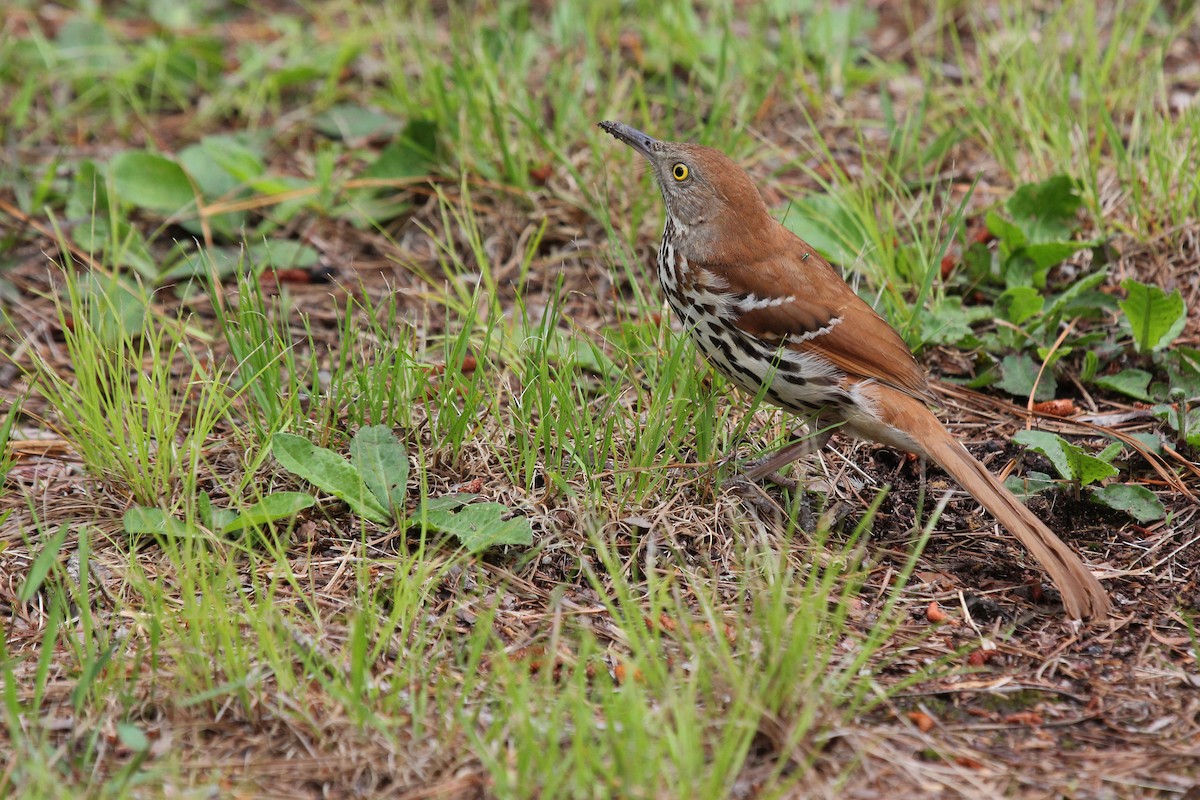 Brown Thrasher - ML101132561