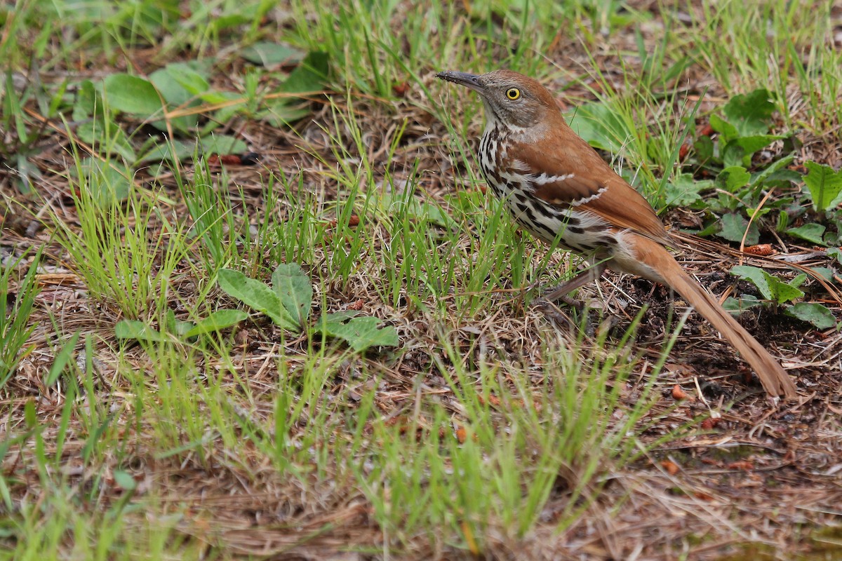 Brown Thrasher - ML101132581