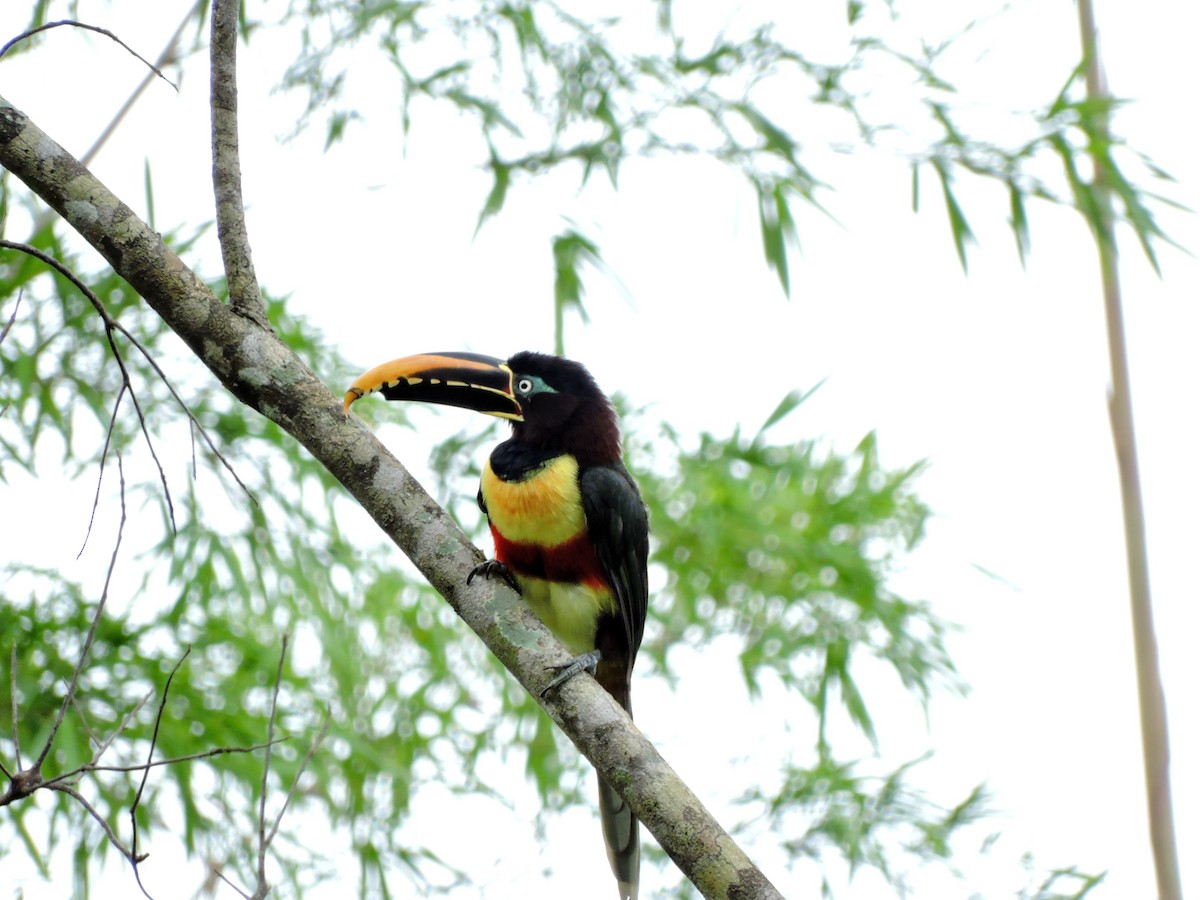 Chestnut-eared Aracari - ML101134601