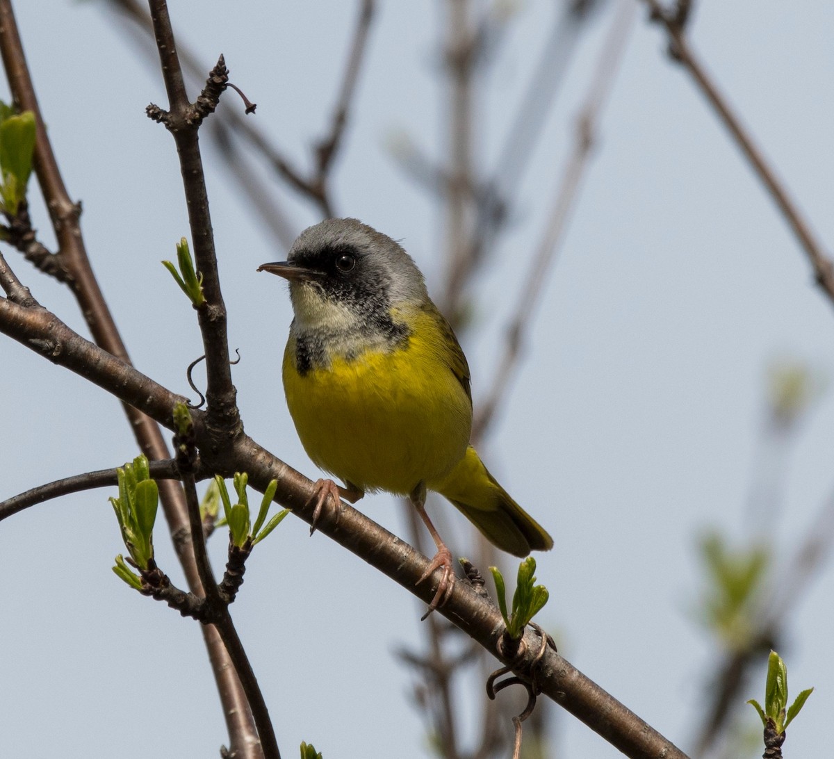 Mourning Warbler x Common Yellowthroat (hybrid) - Steven Guertin