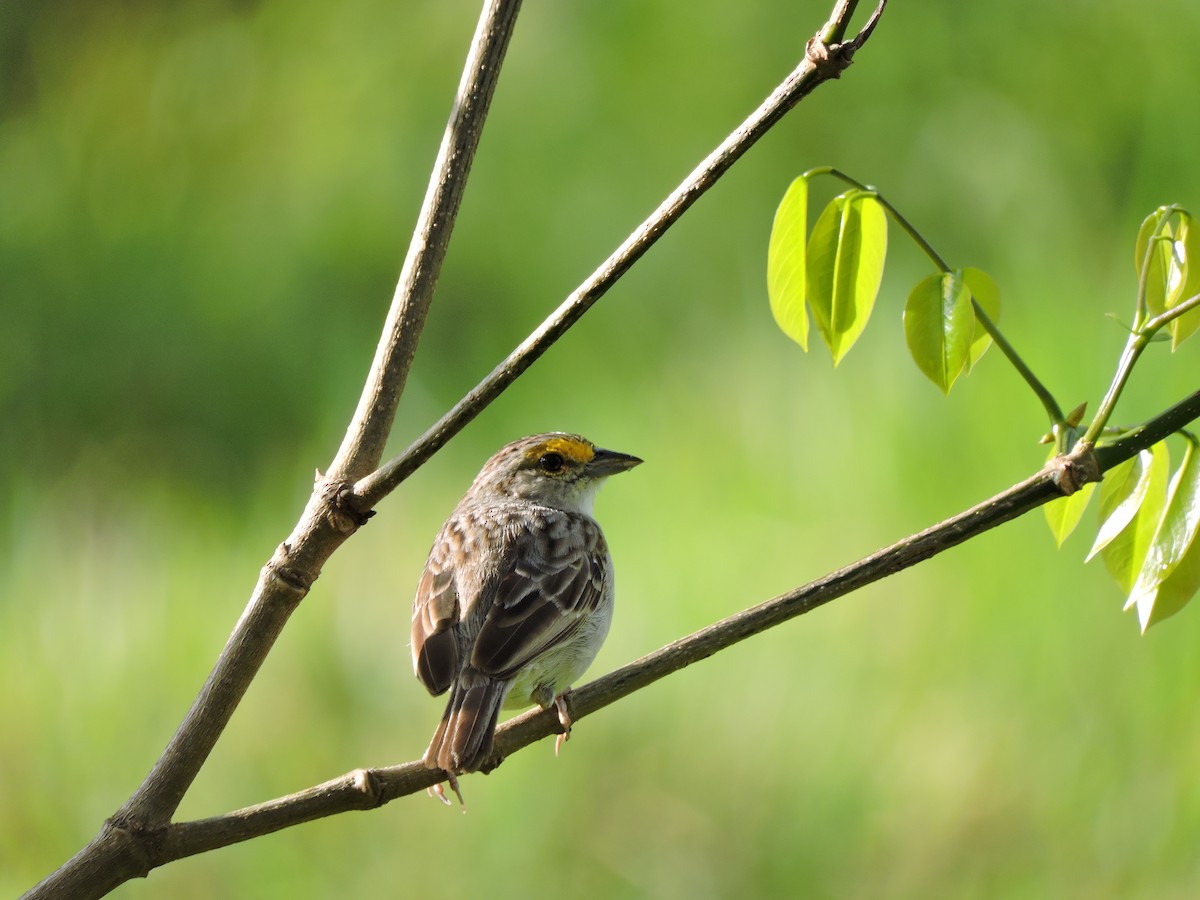 Yellow-browed Sparrow - Edwin Munera