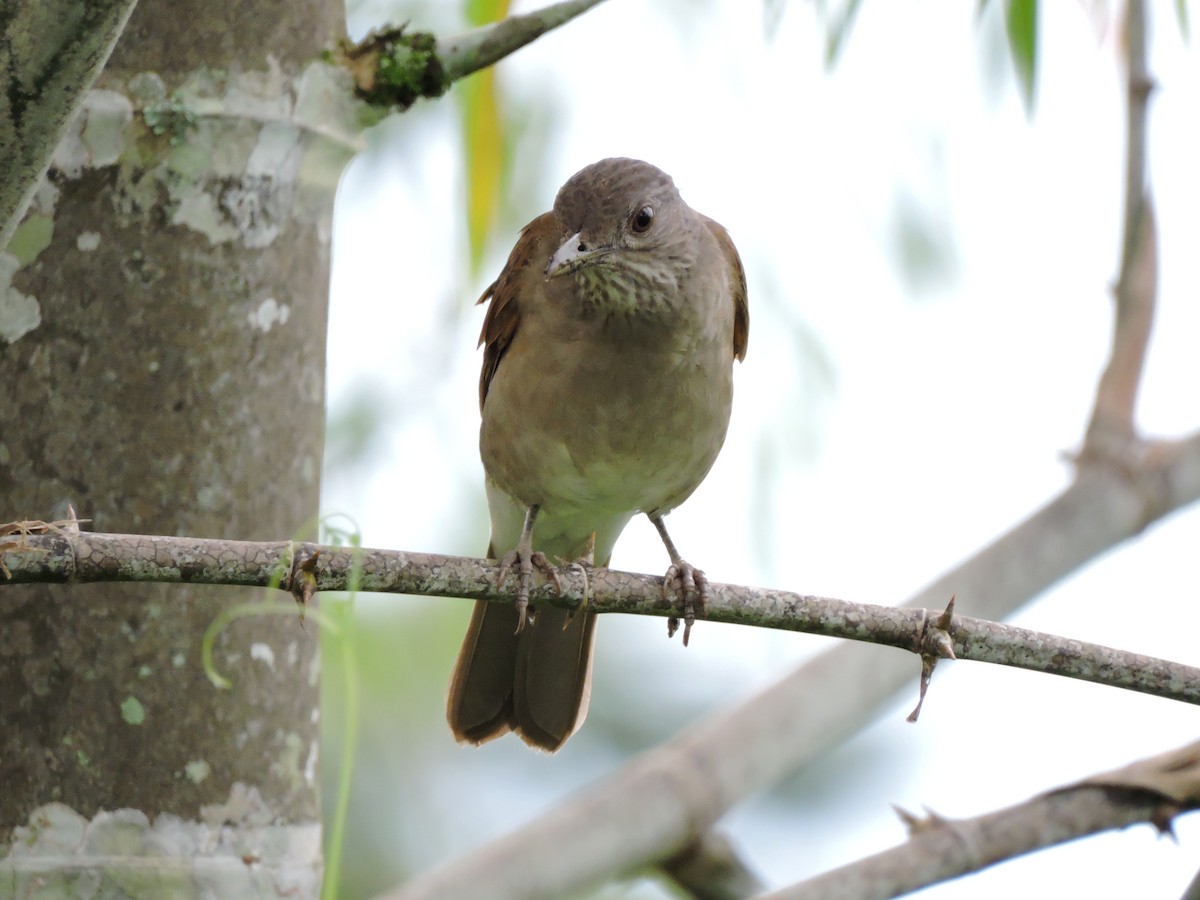 Pale-breasted Thrush - ML101135141