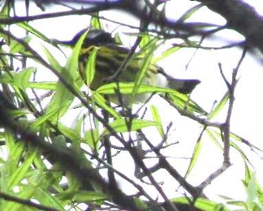 Magnolia Warbler - ML101136041