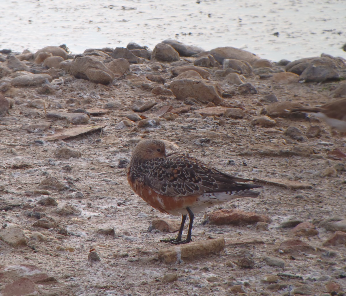 Red Knot - ML101138341