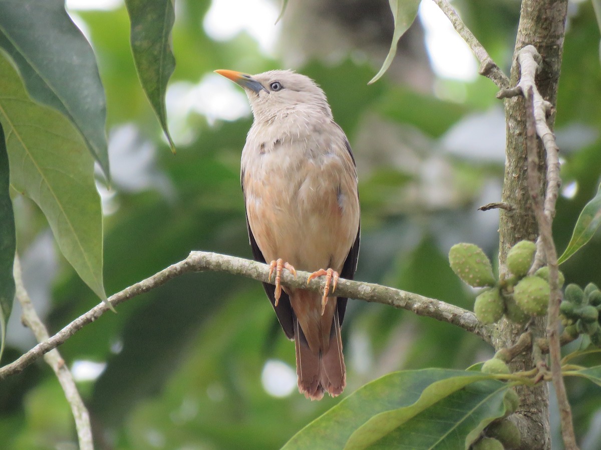 Malabar Starling - Selvaganesh K