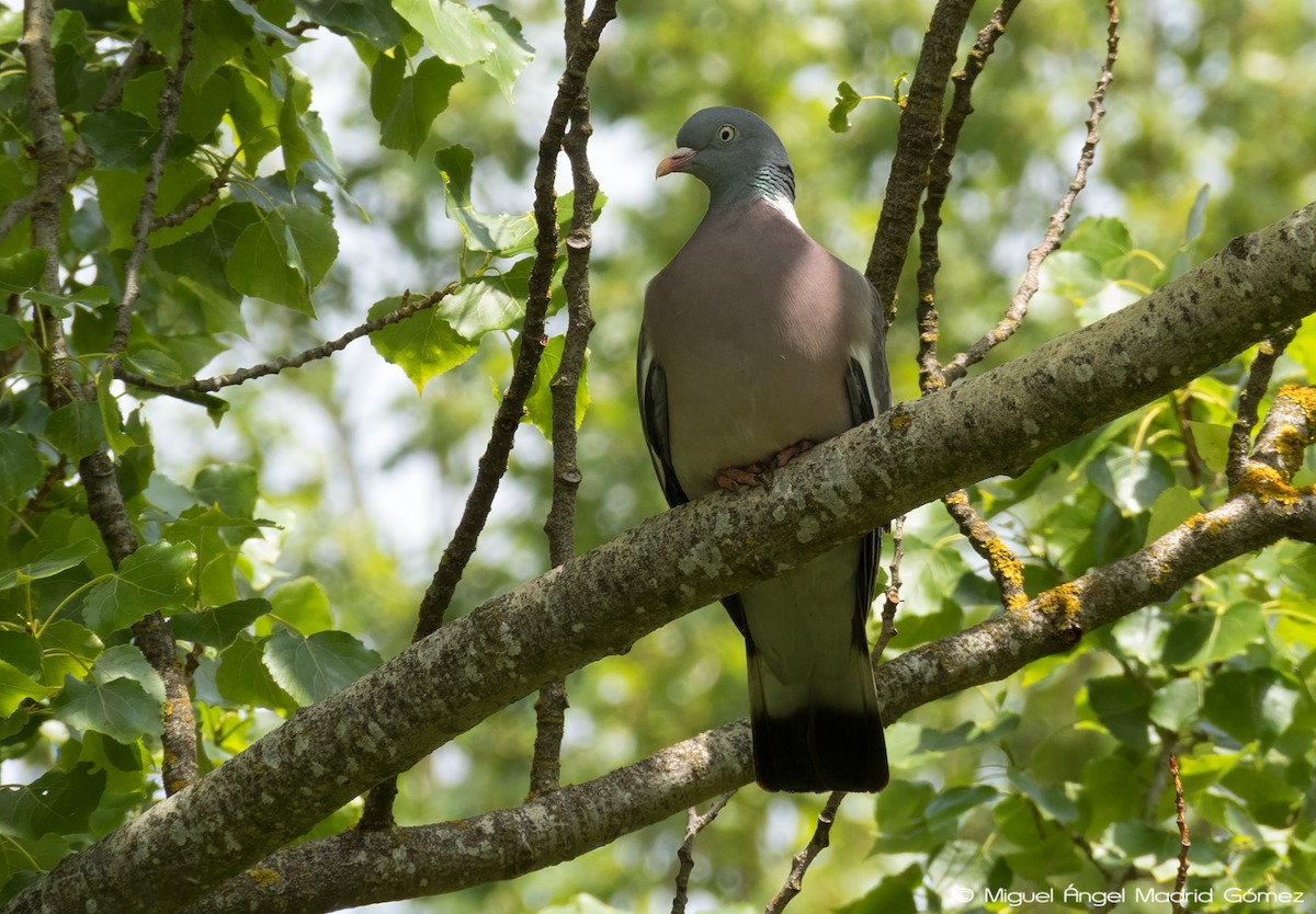 Common Wood-Pigeon - Miguel Ángel Madrid Gómez